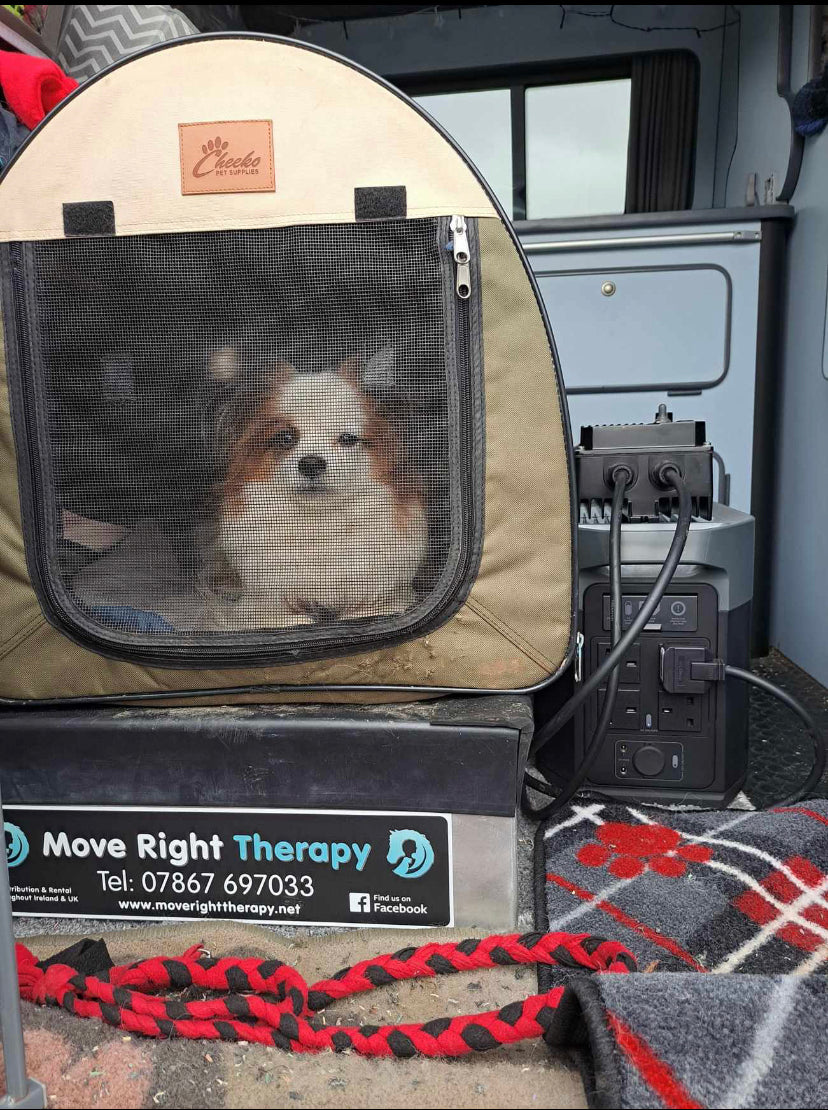 Dog Floor