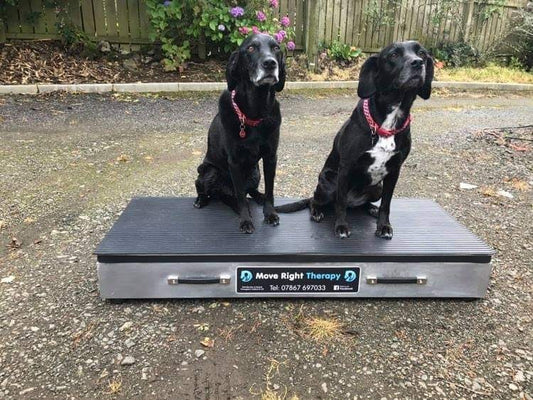 Dog Floor